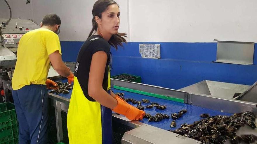 Selección de mejillón en las instalaciones de la depuradora Mariscos Sálvora, en Vilaxoán (Vilagarcía). // FdV