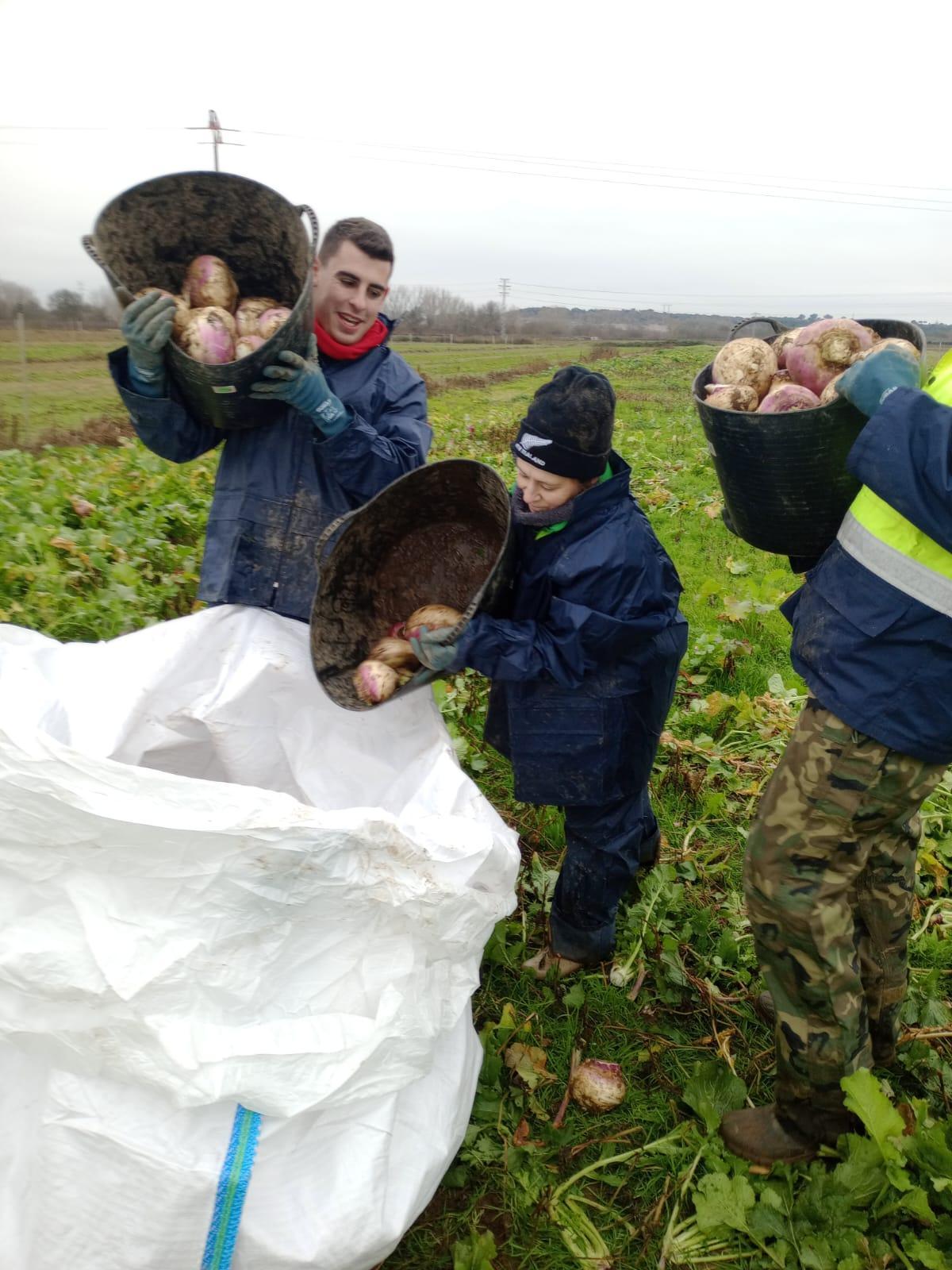 Recolección de nabos con destino a Jarramplas.