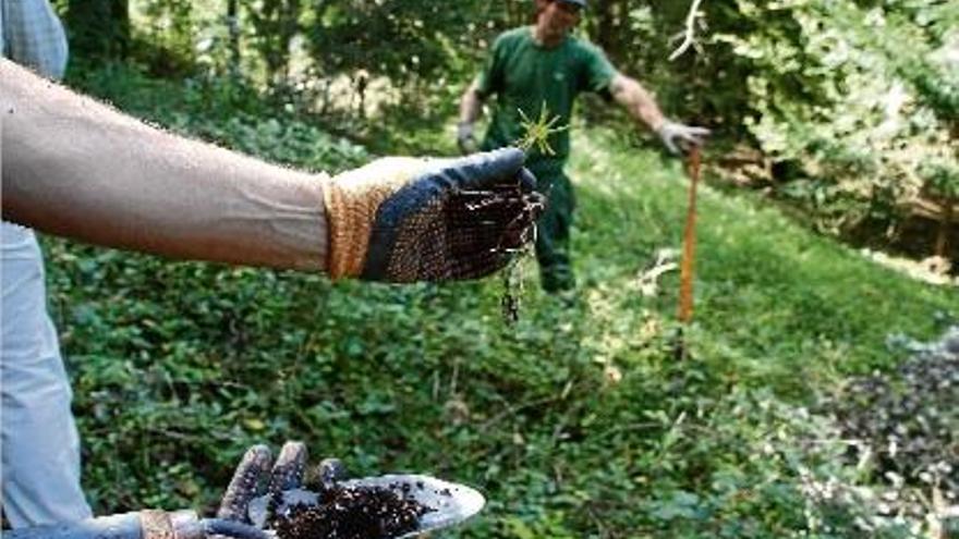 Un dels teixos petits que es planten en una finca de l&#039;Alta Garrotxa, dintre del programa Life.