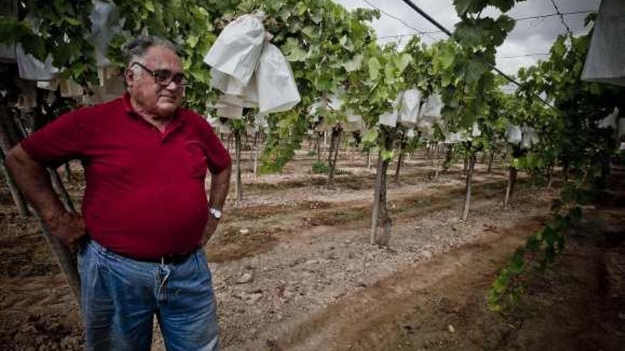 Un agricultor de Aspe con su cosecha de uva de mesa.