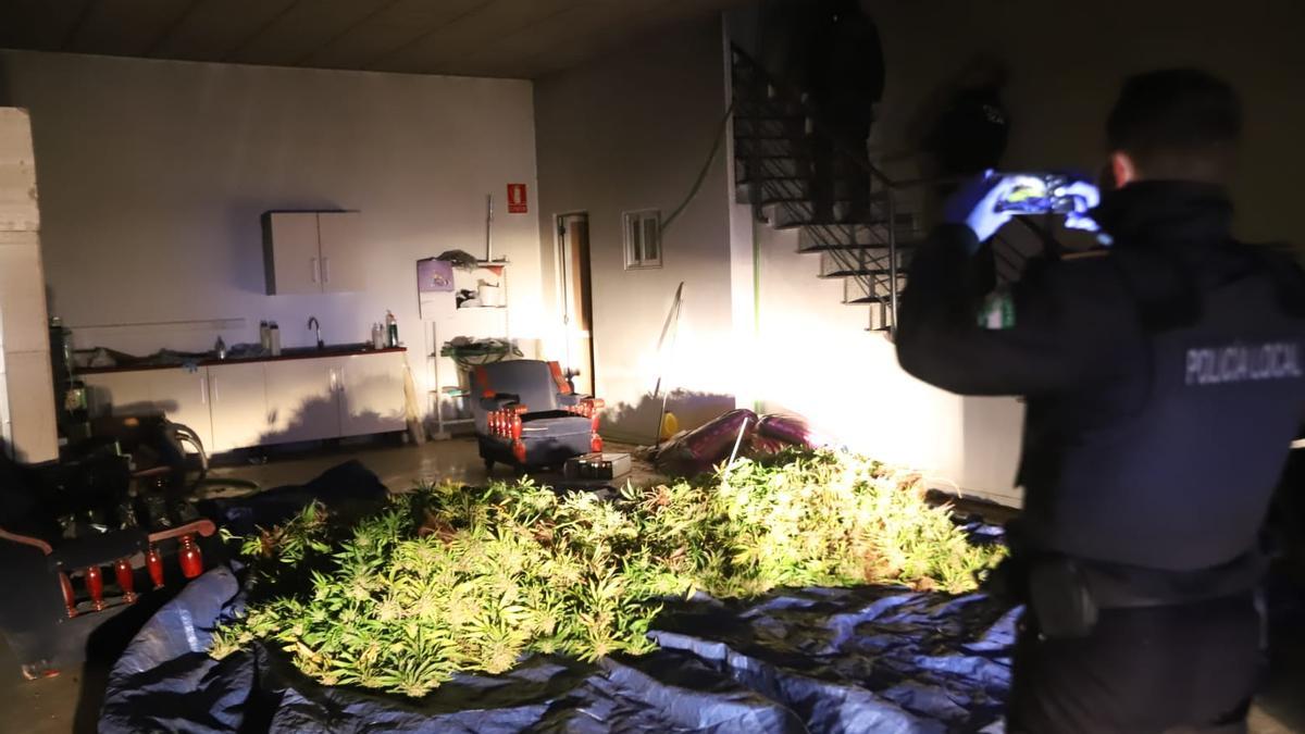 La Policía hace fotos de las plantas de marihuana incautadas en la nave.