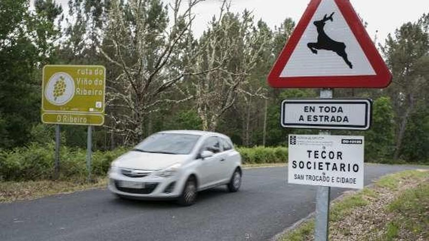 La irrupción de animales en la calzada provoca un siniestro de tráfico cada  8 horas - Faro de Vigo