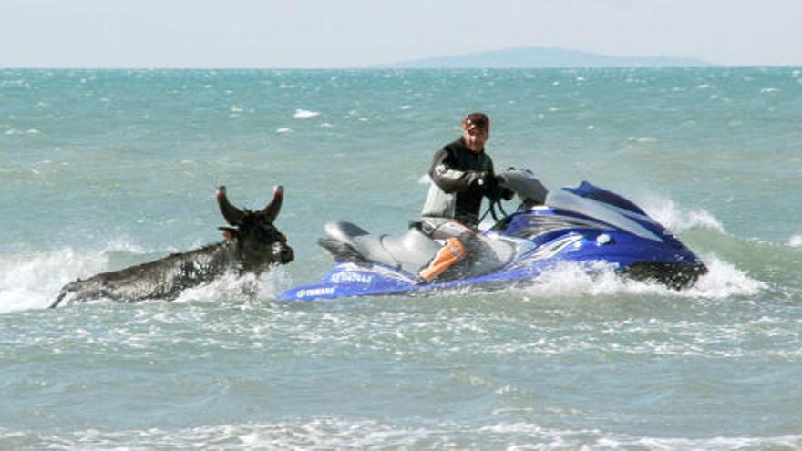 Una vaca persigue a una moto acuática en el sudeste de Francia, donde se celebran actividades con toros en la playa.