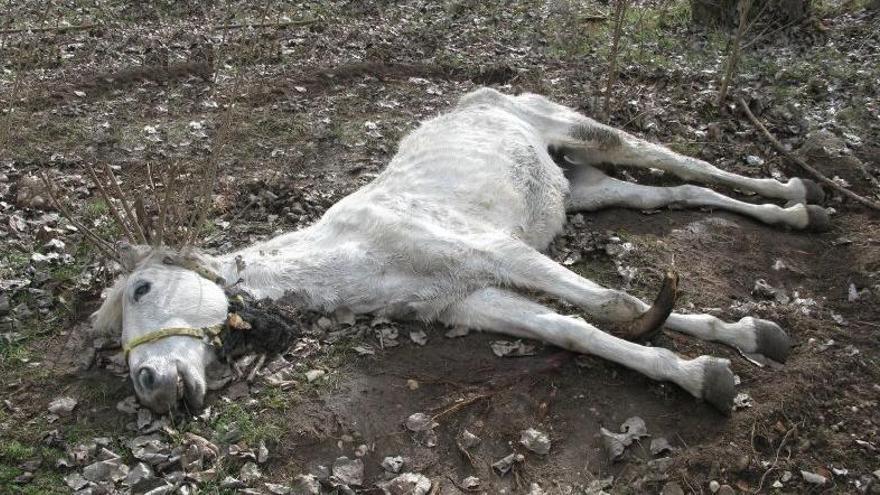 El Seprona investiga a una persona que dejó morir a un caballo en Peñafiel