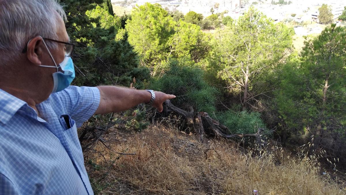 Árboles desplomados en una de las parcelas de Monte Dorado que los vecinos defienden que son de propiedad municipal desde hace 33 años.