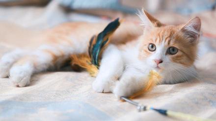 GATO | Las diez enfermedades más comunes de los gatos