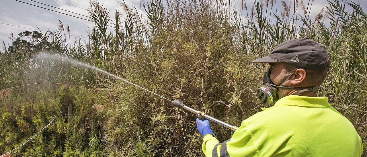 Labores de tratamiento contra los mosquitos en las partidas rurales de Alicante este lunes. | PILAR CORTÉS