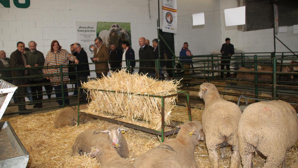 La consejera de Agricultura junto con representantes de la Asociación de Criadores de Merino, esta mañana en la Agroganadera de Trujillo.