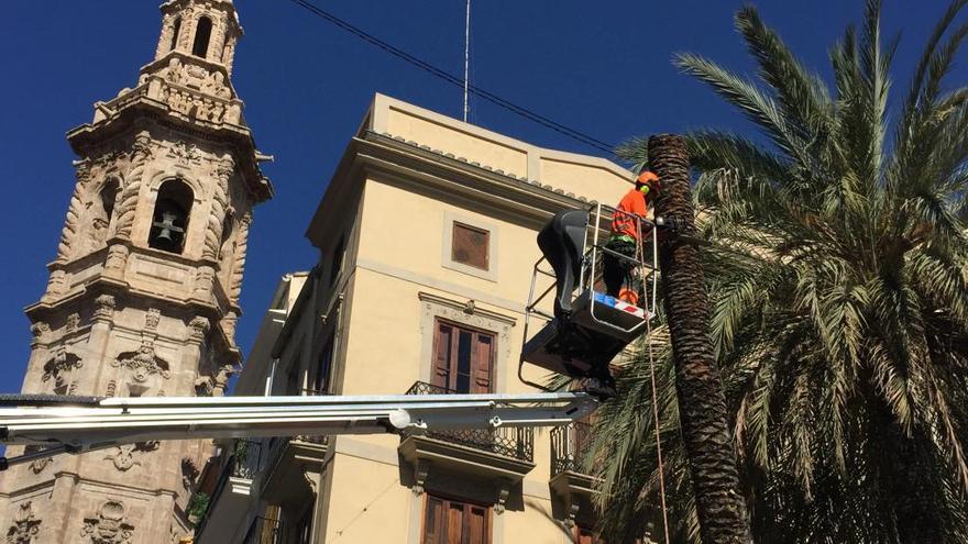 El operario municipal, encima de una grúa, tala el tronco de la palmera de la Plaza de la Reina.