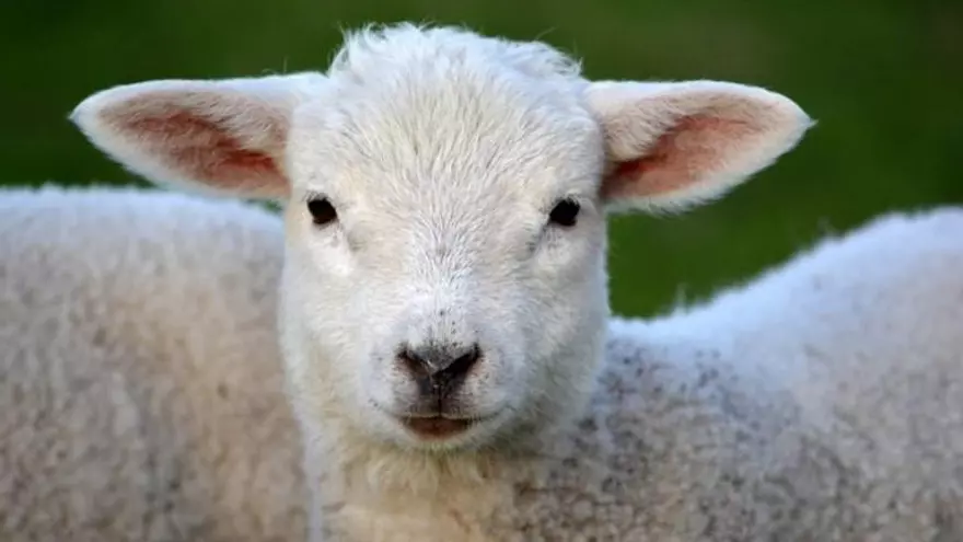 Tres investigados por maltrato animal en Madrid al degollar corderos sin las medidas necesarias