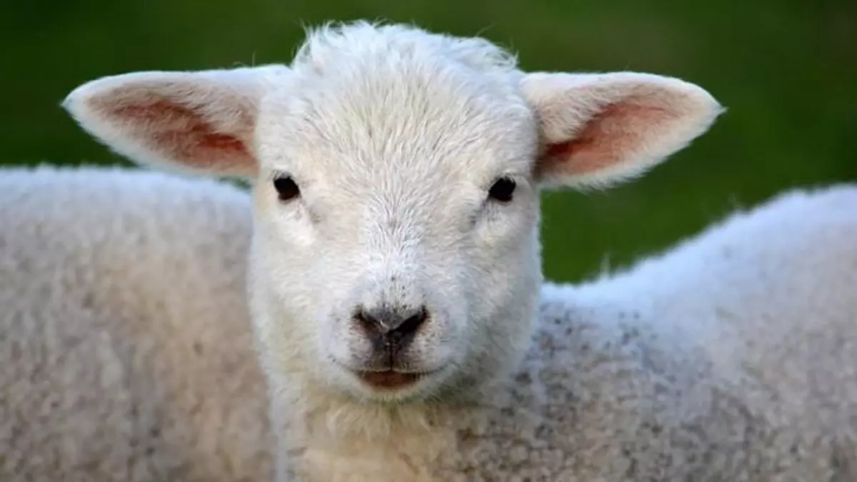 Tres investigados por maltrato animal en Madrid al degollar corderos sin las medidas necesarias