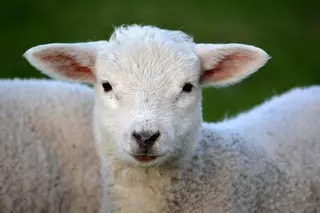 Tres investigados por maltrato animal en Madrid al degollar corderos sin las medidas necesarias