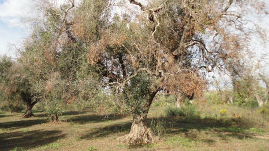 En Italia unas 15.000 hectáreas de olivar se han visto afectadas por la bacteria.