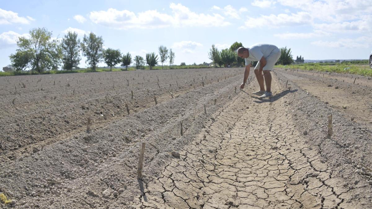 Campo de alcachofas recién plantadas en Almoradí, un cultivo de invierno al que benefician mucho las lluvias en esta época.