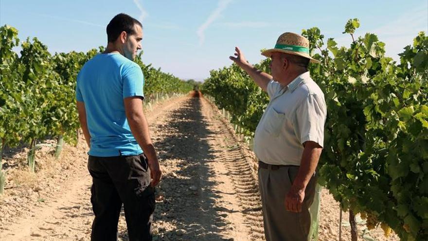 La falta de precipitaciones obliga a adelantar la recolección de la uva