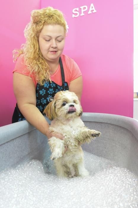Spa y servicios de peluquería para perros