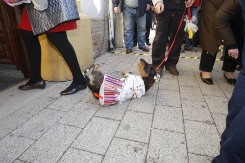 Bendición de animales en Murcia por San Antón