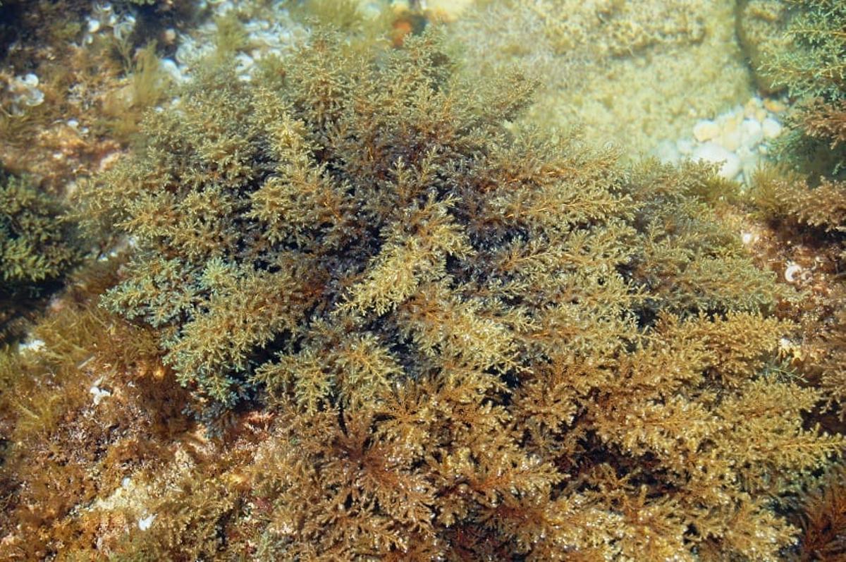 Ejemplar de Cystoseira en el Mediterráneo