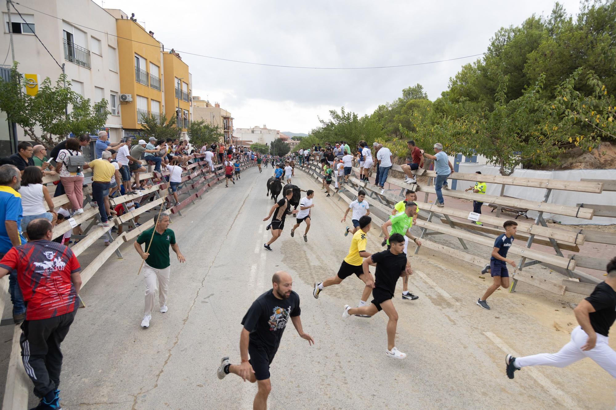 Tercer encierro de la Feria Taurina del Arroz en Calasparra