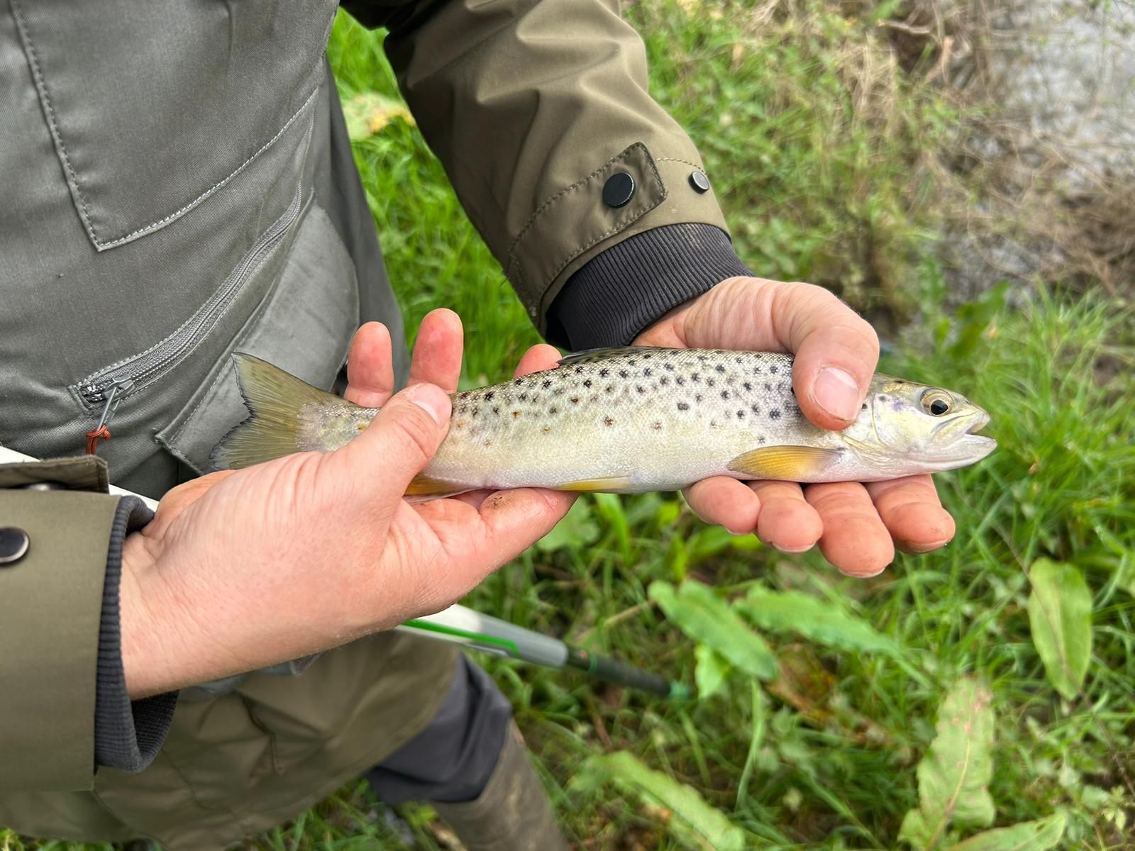 La temporada de pesca continental ha comenzado, pero solo para la trucha, ya que el salmón y el reo esperarán al 1 de mayo.