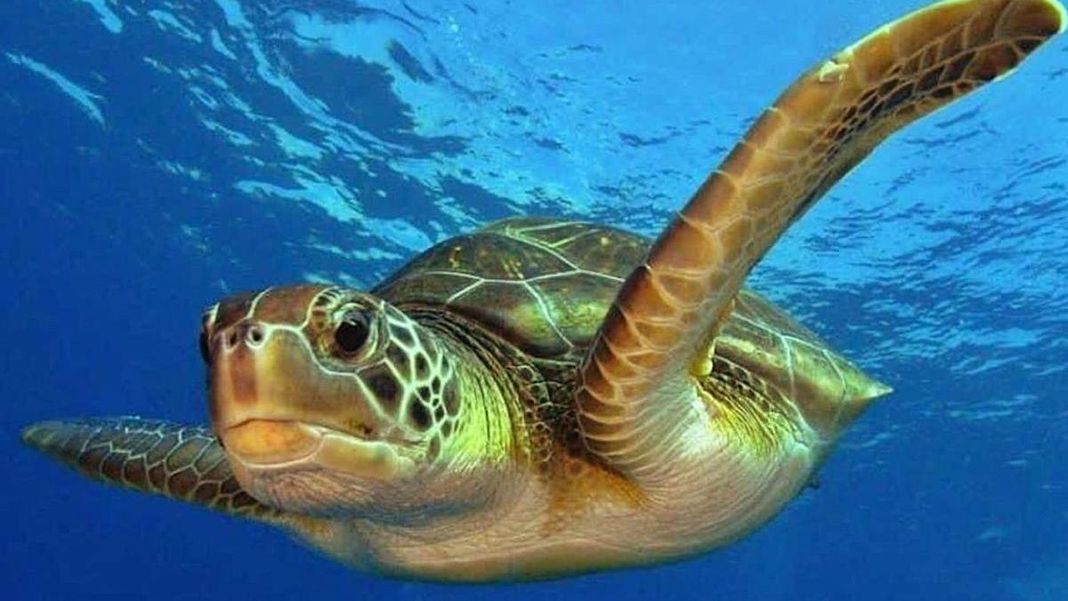 La tortuga babaua que es vol divulgar amb aquest centre de la mar