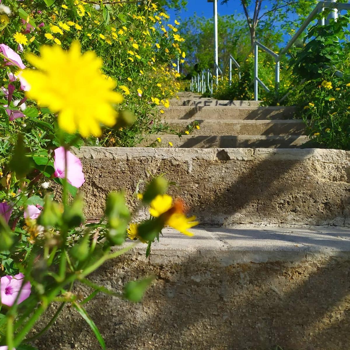 Escaleras de Tenerife: acaban con las vistas de las baterías del Carmel.