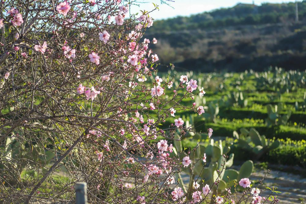 En algunos bancales de secano de la Vega Baja los almendros ya están en flor Es habitual para el caso de la comarca y más este año con lluvia y temperaturas moderadas de los últimos dos meses.