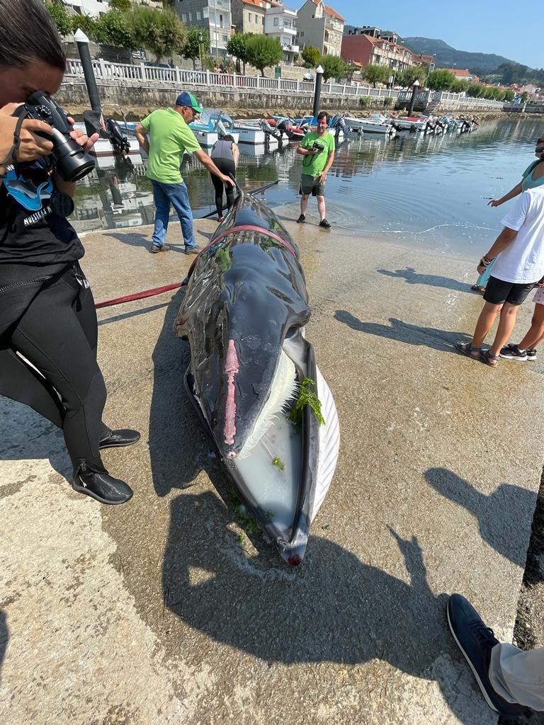 Aparece una ballena en Combarro