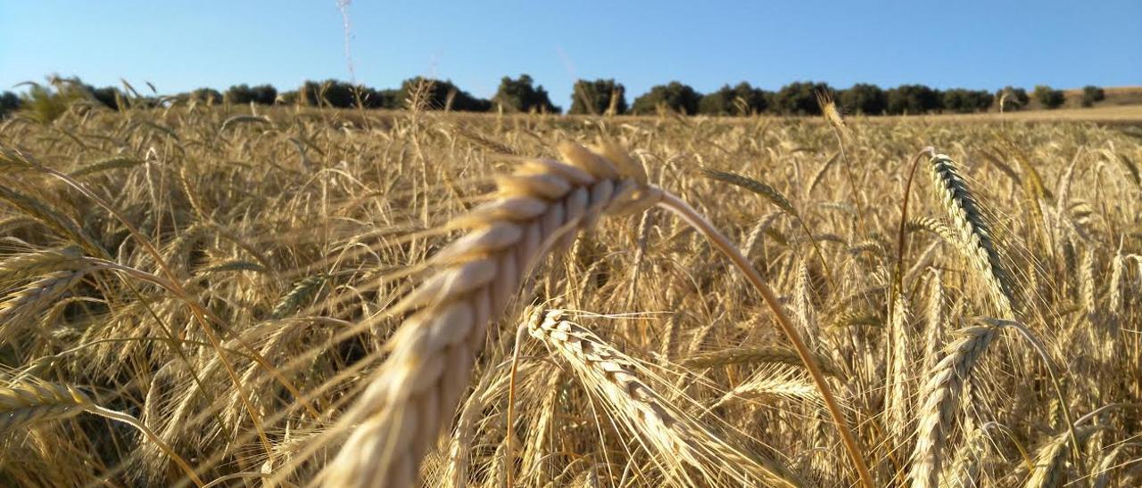 El cereal, afectado por la sequía