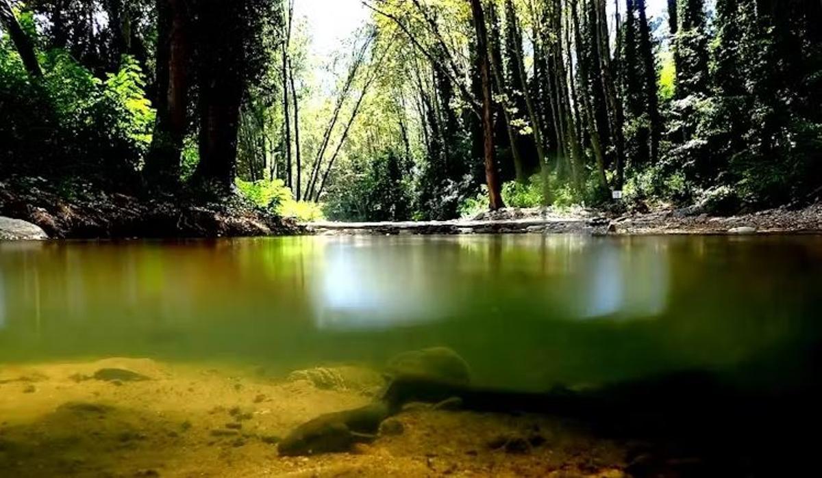 Una anguila en un río de Girona
