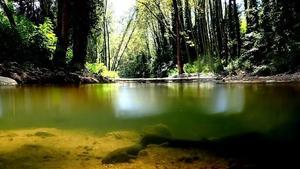 Una anguila en un río de Girona