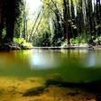 Una anguila en un río de Girona