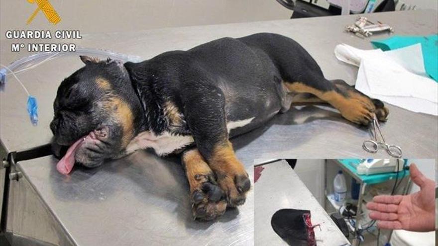 Detenido por el Seprona por cortar las orejas a un perro en Badajoz