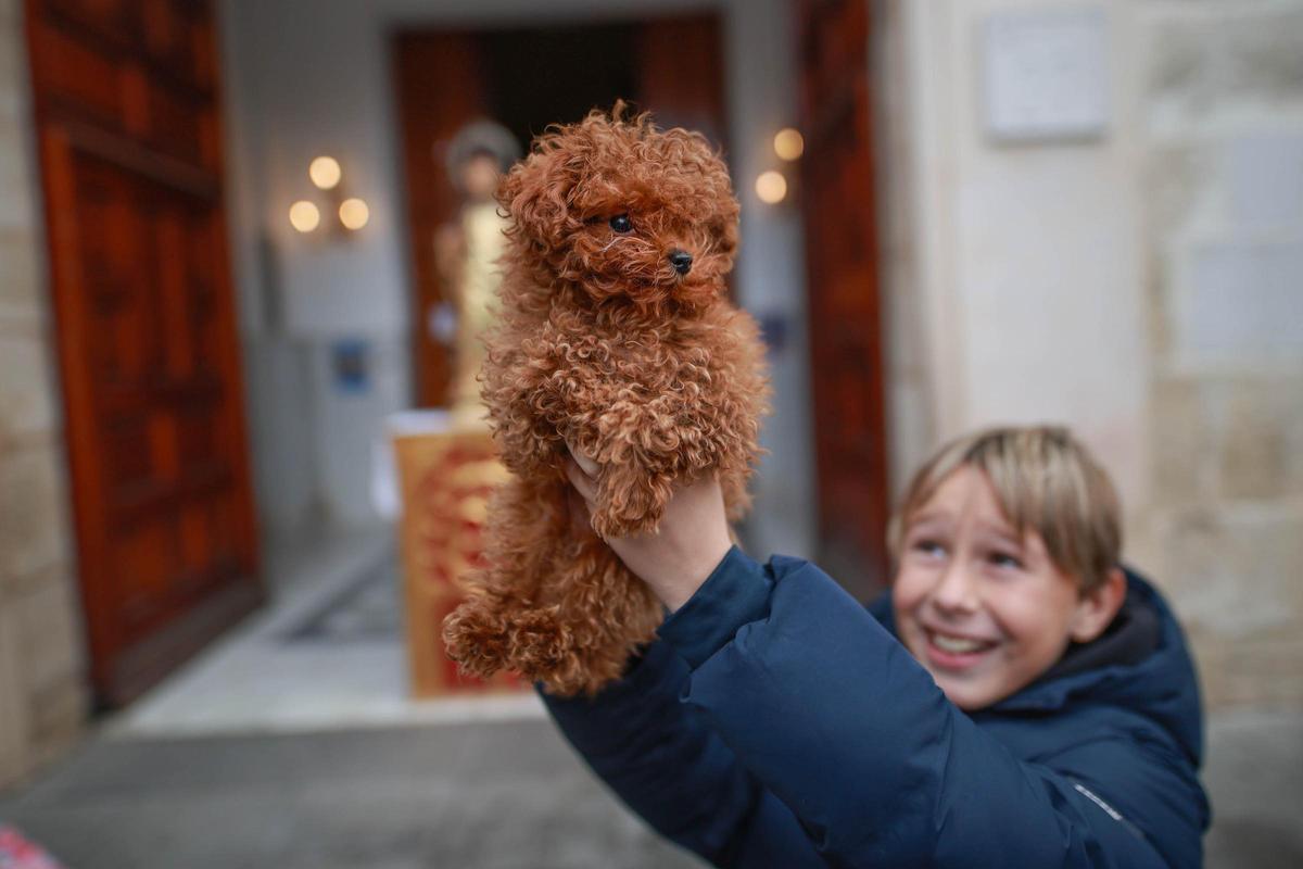 Las mejores imágenes de la bendición de animales de San Antón en Amoradí 2026 están aquí