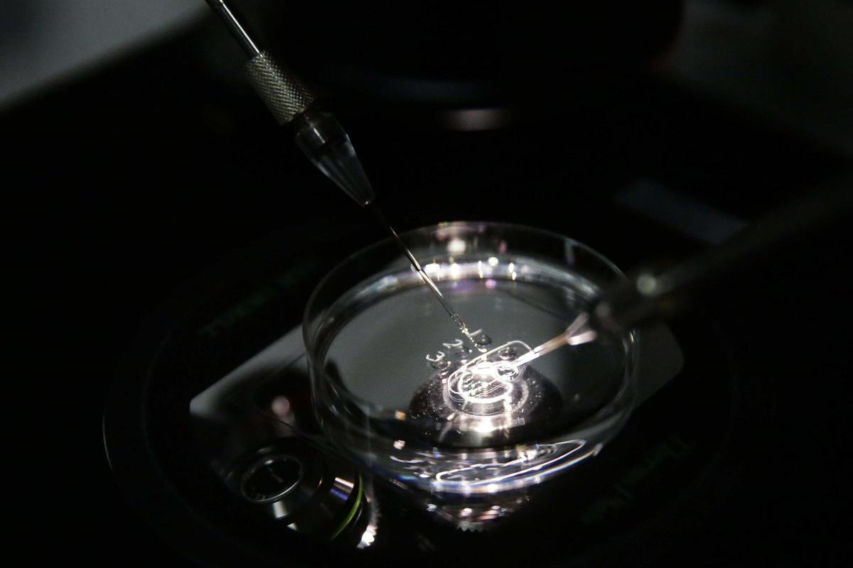 Fotografía del 25 de abril de 2018, de un análisis de óvulos en el Instituto Valenciano de Infertilidad (IVI) en Panamá. Los resultados que presentan las técnicas de Reproducción Asistida como la Fecundación In Vitro (FIV) empleada con la donación de óvulos, muestra una eficacia de 97 por ciento, si se efectúa en un tercer intento, indicaron a Efe expertos del Instituto Valenciano de Infertilidad (IVI) en Panamá.