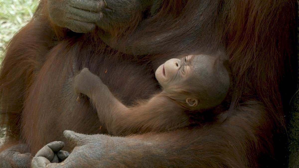 Nace una cría de orangután de Borneo, una especie en peligro crítico de extinción, en el Zoo Aquarium de Madrid