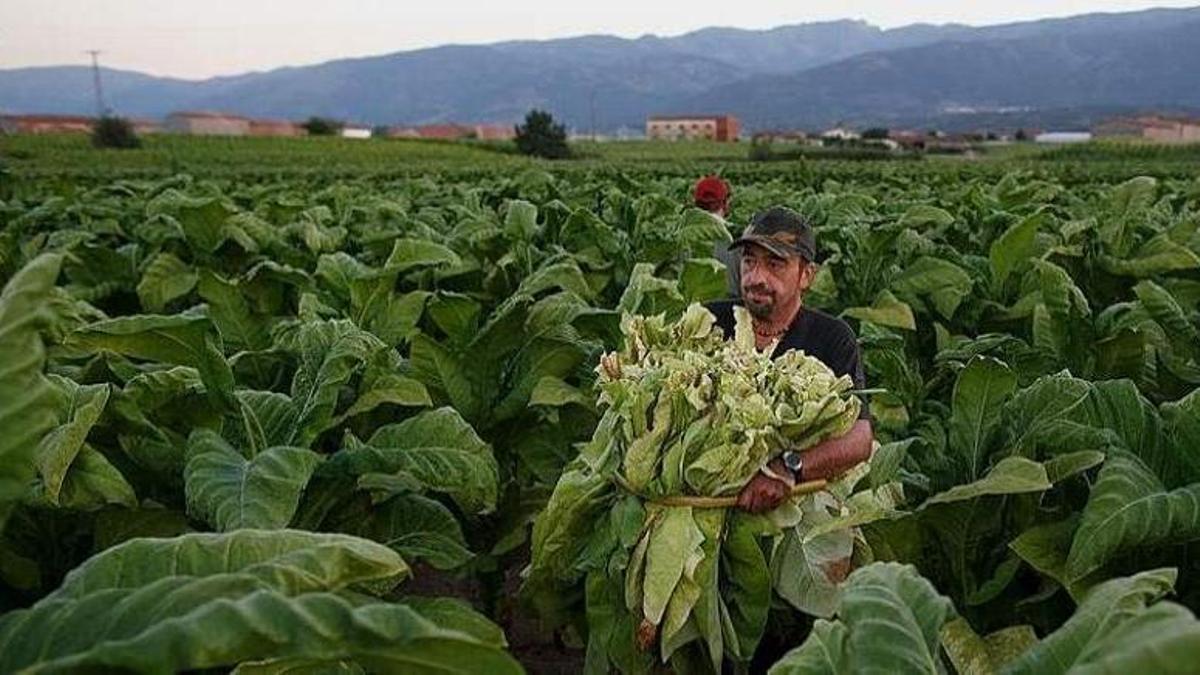 Plantación de tabaco en el norte extremeño.