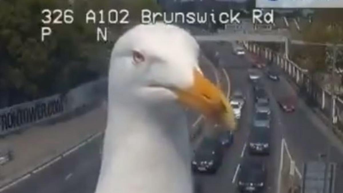 captura de una de las gaviotas que trolean las cámaras de tráfico de Londres.