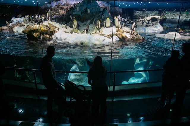 El Loro Parque reabre sus puertas al público después de 13 meses y medio de cierre por el Covid-19