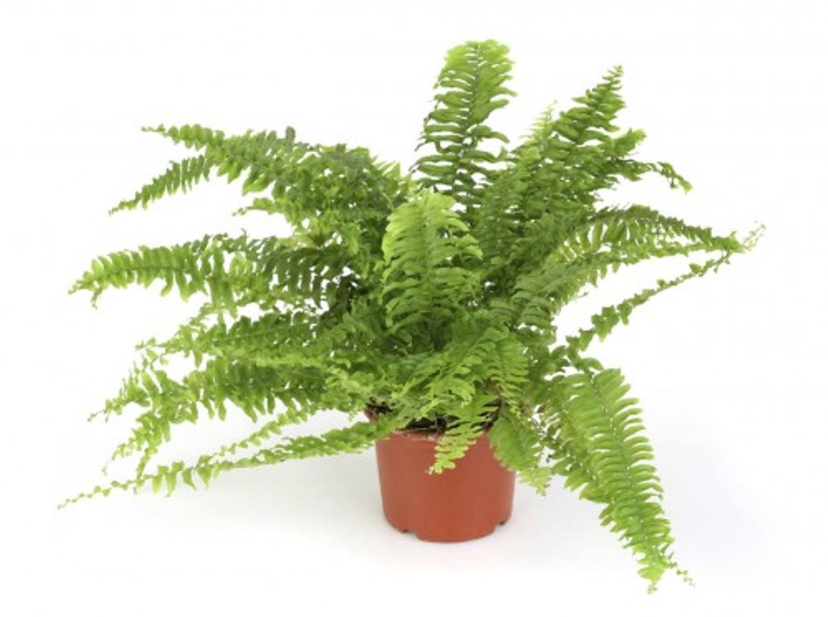 Las 10 plantas de interior que alegrarán tu hogar