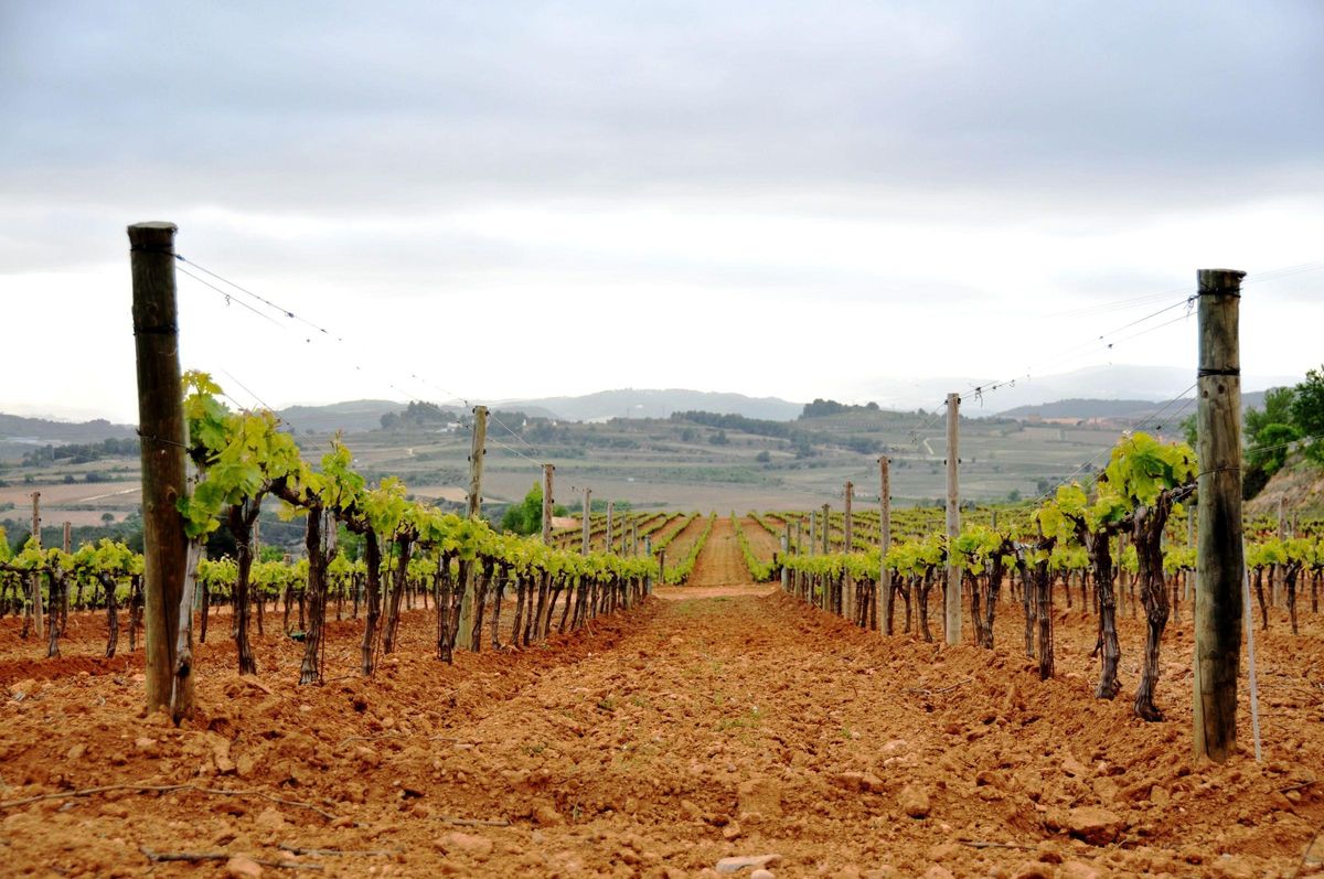 Viñedos de la bodega Torelló