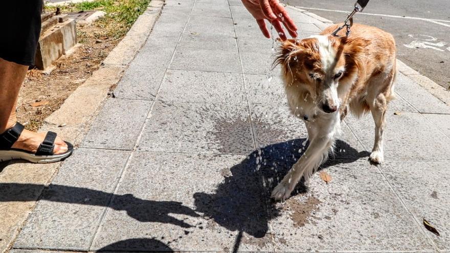 Mascotas llegan al veterinario con heridas en las patas por el calor del asfalto