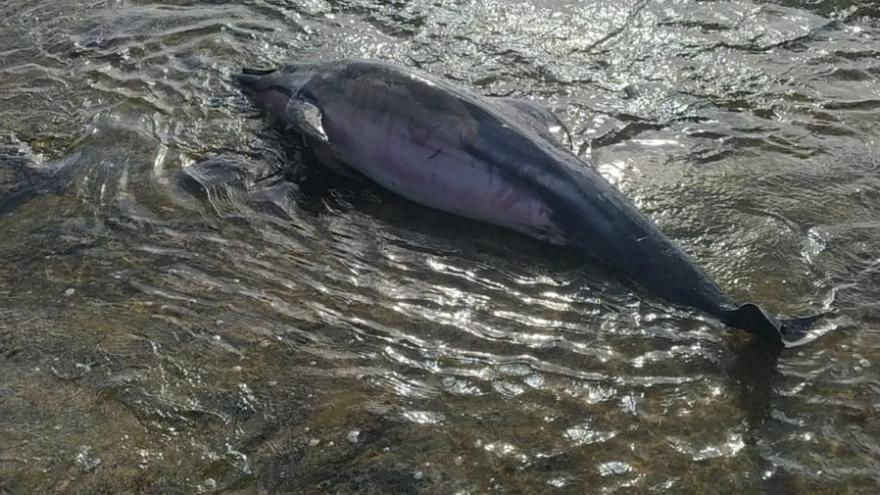 Aparece un delfín muerto varado en una playa de Canarias