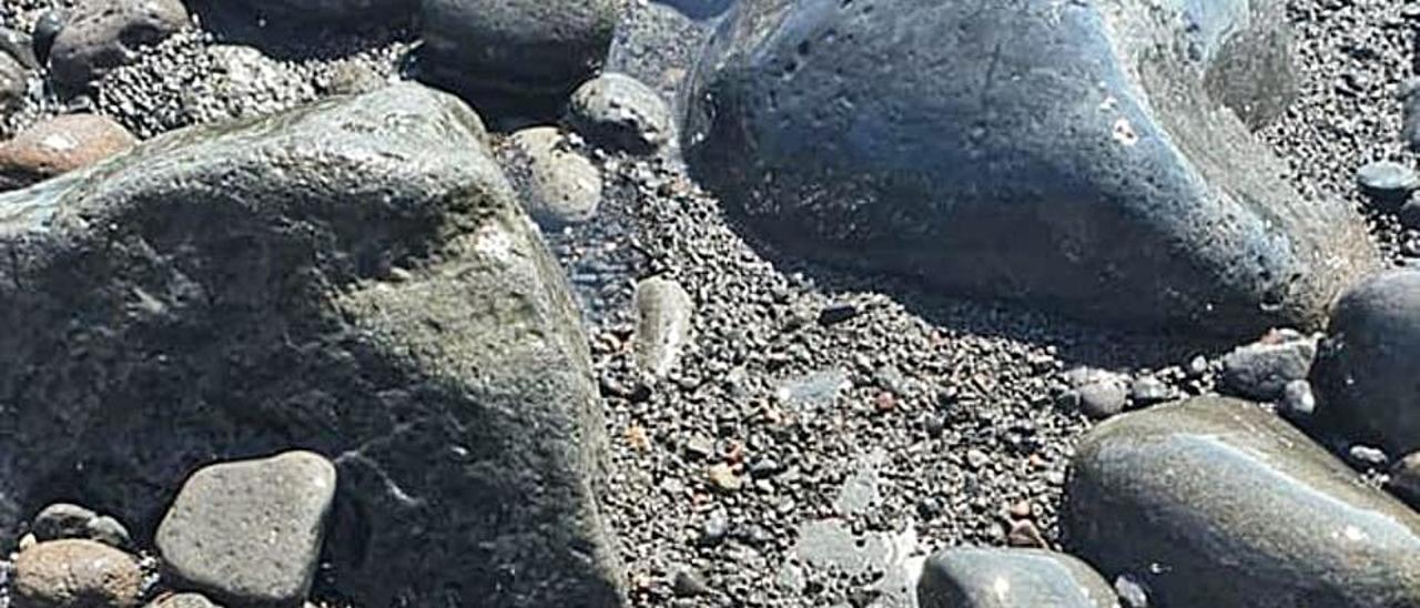 Una pequeña mancha de piche en una playa de Candelaria.