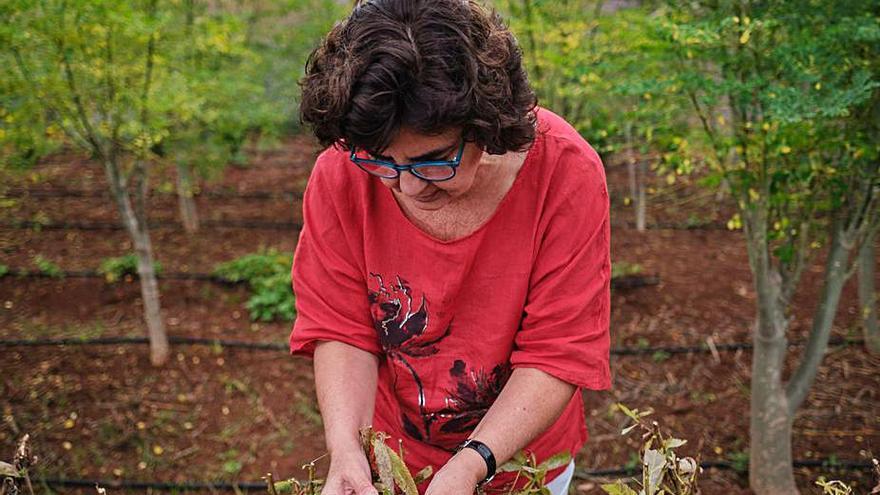 La investigadora y directora científica del ICIA, María del Carmen Jaizme