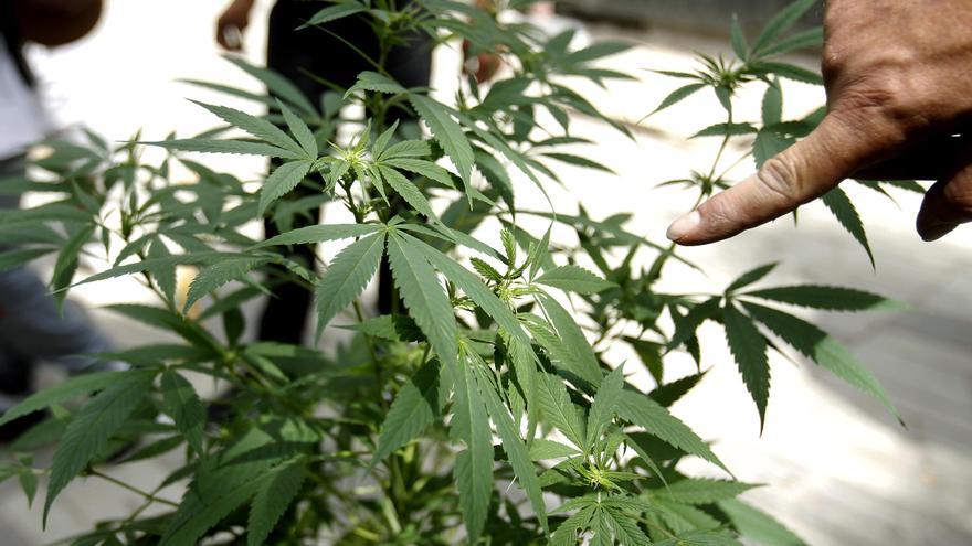 Los farmacéuticos reivindican su papel para el uso del cannabis medicinal en Aragón
