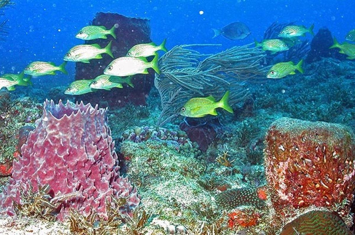Un banc de peixos a les aigües de la costa nord-oest de Puerto Rico. Els científics de l’Administració Nacional Oceànica i Atmosfèrica (NOAA) estan treballant per convertir el corredor marí en la primera reserva oficial del país caribeny.