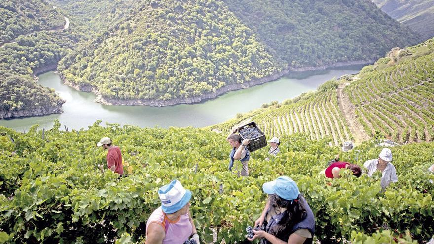 Un grupo de personas vendimiando en la Ribeira Sacra. // Brais Lorenzo