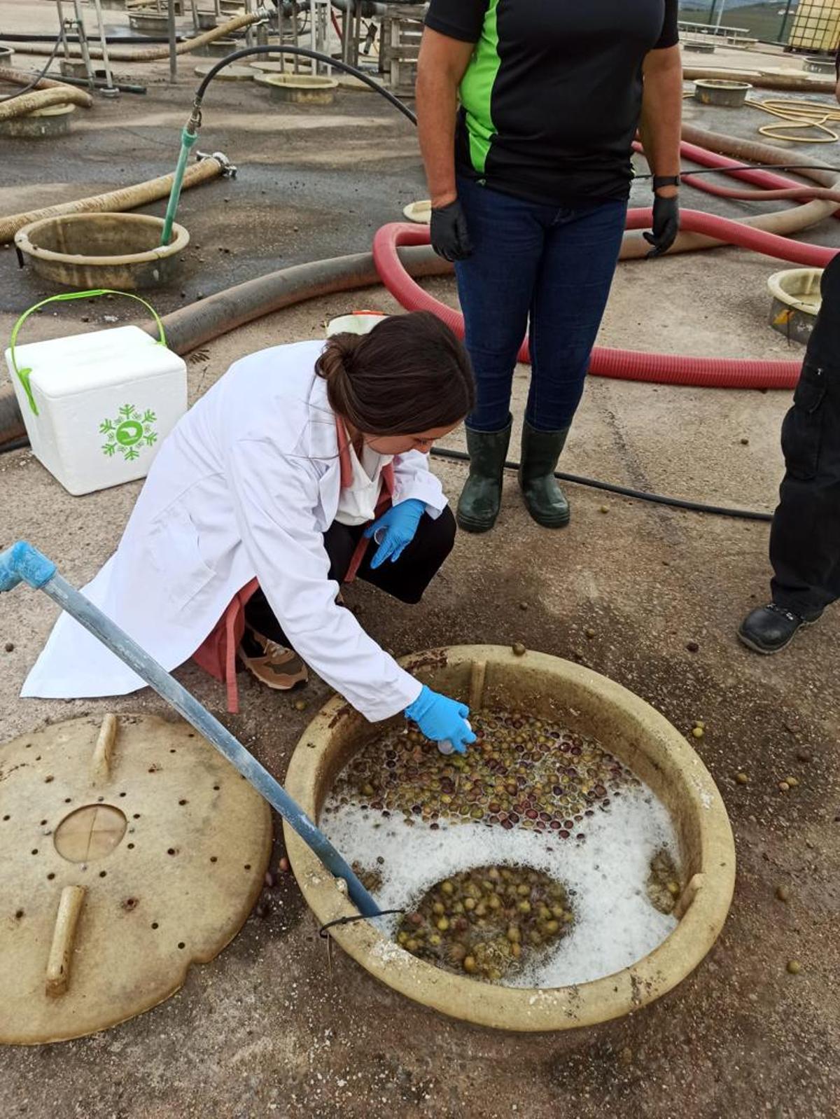 Integrantes del equipo de Oleica recogiendo muestras de aceitunas en fermentadores industriales en una empresa del sector en Sevilla. Asesoran a numerosas empresas aceituneras para mejorar los procesos de producción y control de calidad.