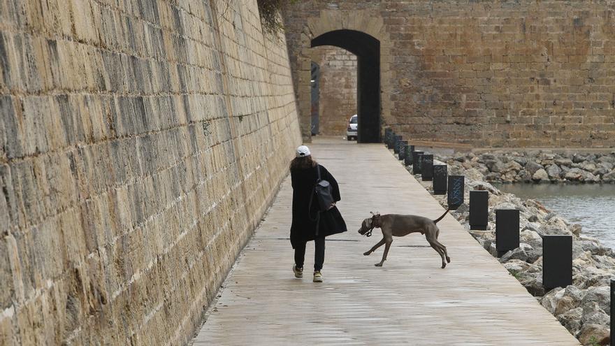 Mutaciones genéticas vinculadas al estrés ayudaron a convertir al perro en nuestro mejor amigo